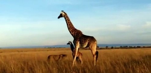 Anne zürafa yavrusunu bırakıp kaçmak zorunda kaldı
