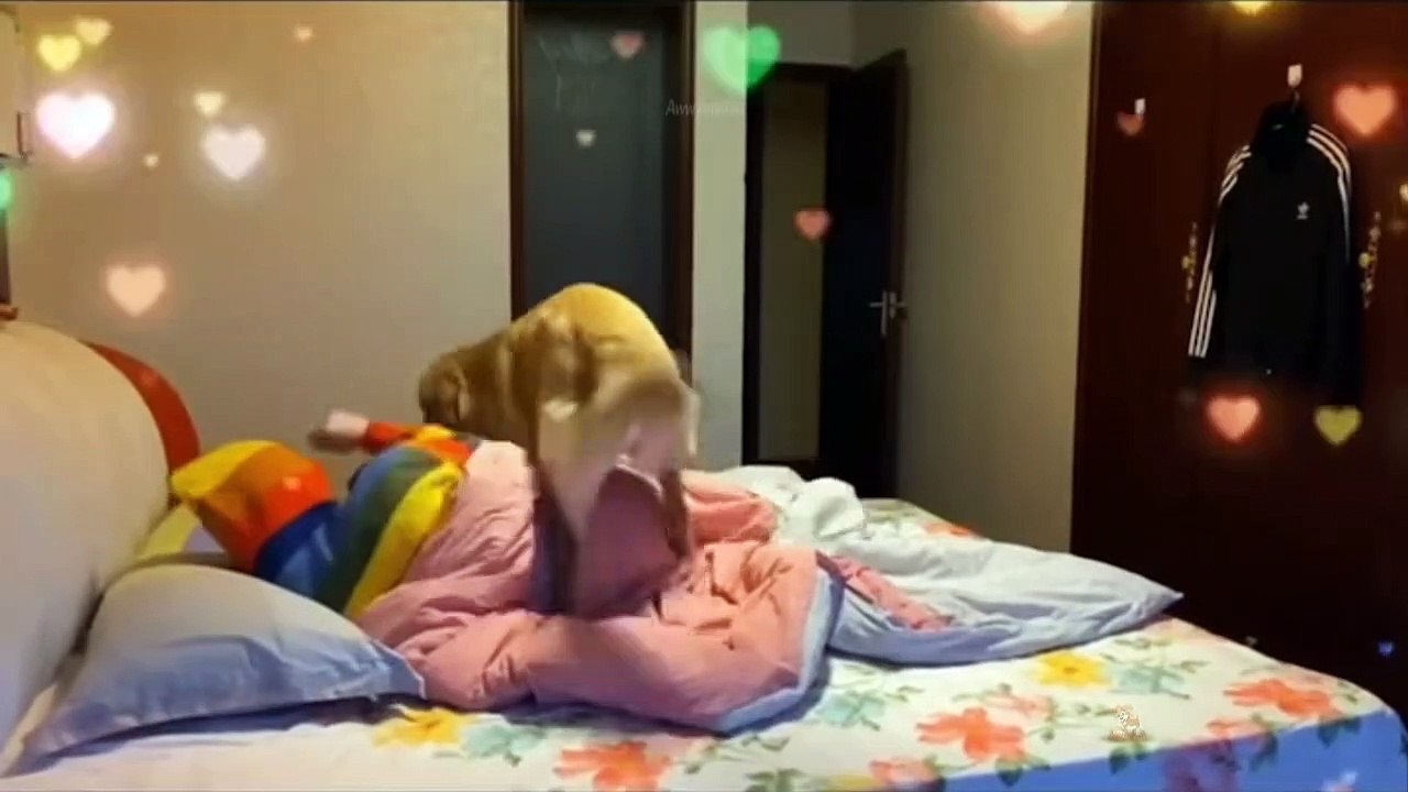 Baby Dogs - Cute And Funny Dog Videos Compilation #25 | Aww Animals
