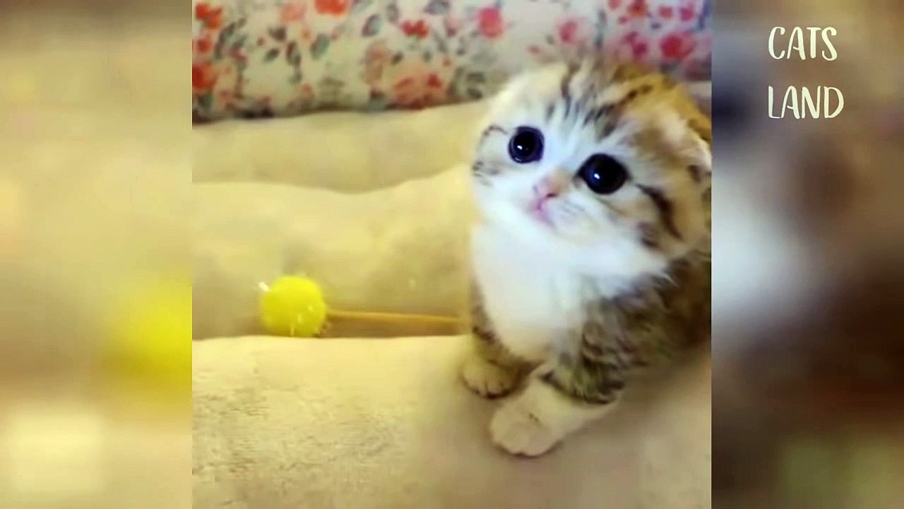Omg So Cute Cats ♥ Best Funny Cat Videos 2020 #2