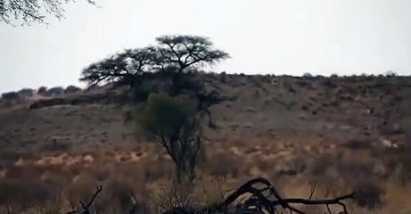 Leopardan muhteşem atlayış