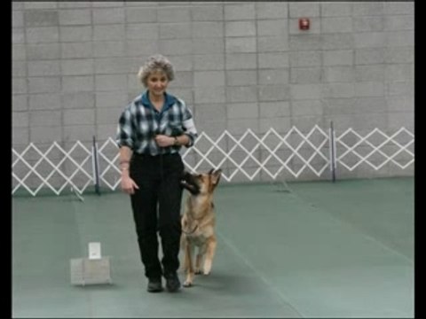 [German Shepherd] [Berger Allemand] - Marche au pied