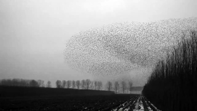 'Kuşların Sanatı' paylaşım rekorları kırıyor