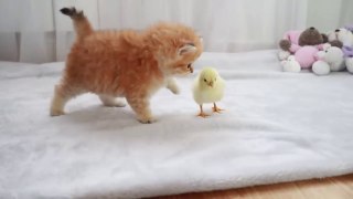 Fluffy orange meets with the yolk  2021