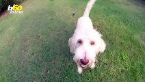 ¡Gracioso Video de Perro Montando Patineta en la Espalda de Su Dueño