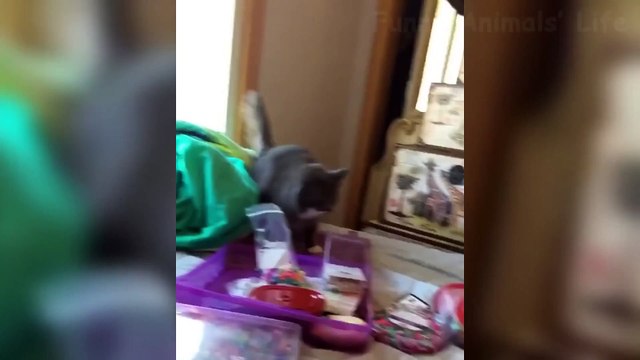 Cute Cats And Funny Dog Reactions - Try Not To Laugh