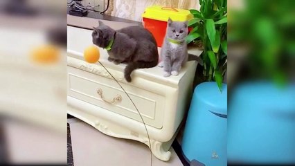 Baby Cats   Cute and Funny Cat Videos Compilation FANTASTIC ANIMALS