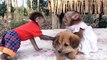 Funny monkey video -- Sky and Moon fought to take care puppy