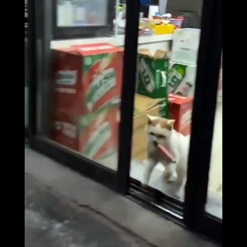 Funniest Cats Dont try to hold back Laughter Funny Cats Life compilation