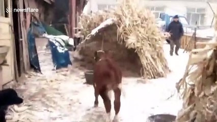 Sırtında bacakla doğan buzağı şoke etti