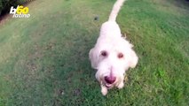 ¡Gracioso Video de Perro Montando Patineta en la Espalda de Su Dueño