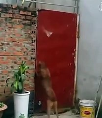 Best videos, Top videos, Viral videos Funny videos no. 168