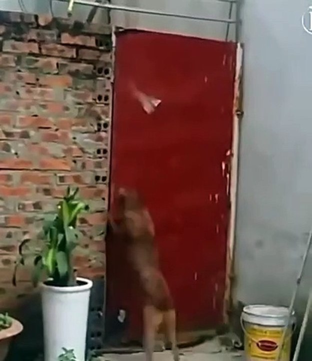 Best videos, Top videos, Viral videos Funny videos no. 168