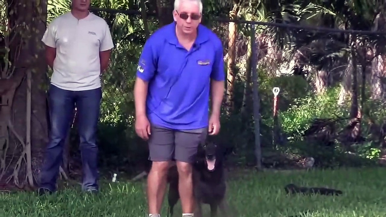 How to train dog to become aggressive