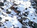 Avını yakalamak için uçurumdan atlayan kar leoparı