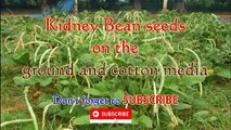 Kidney Bean seeds on the ground and cotton media