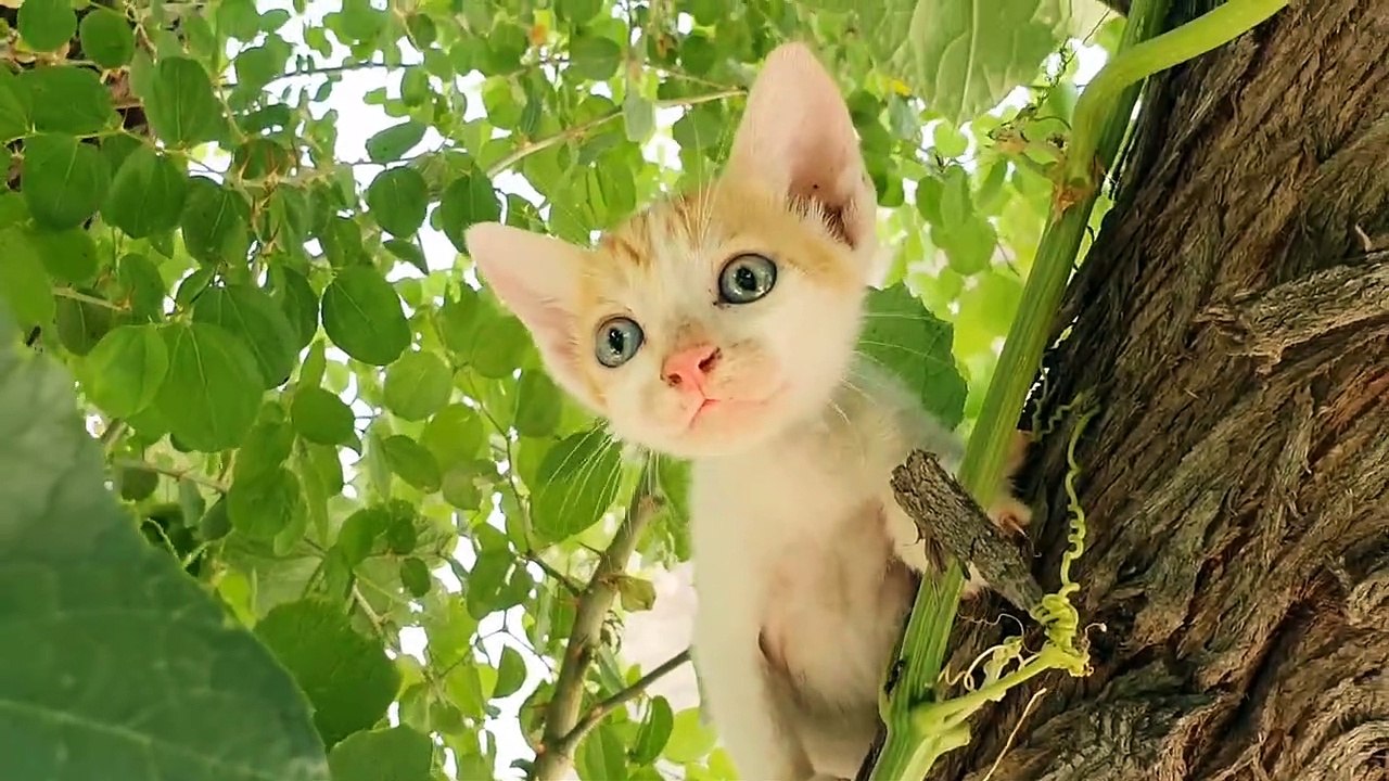 Funny Cats and Kittens Meowing Compilation 2021