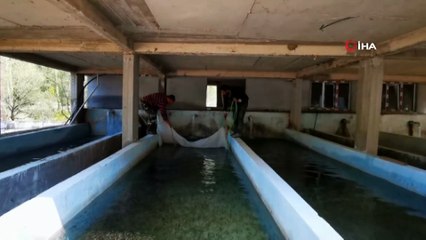 Antalya'da üretilen yavru alabalıklar ilgi görüyor