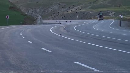 Son dakika gündem: Aracın çarparak öldürdüğü kuşun başına toplanan civardaki kuşlar uzun süre ayrılmadı