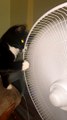 Kitty Playfully Paws at Pedestal Fan