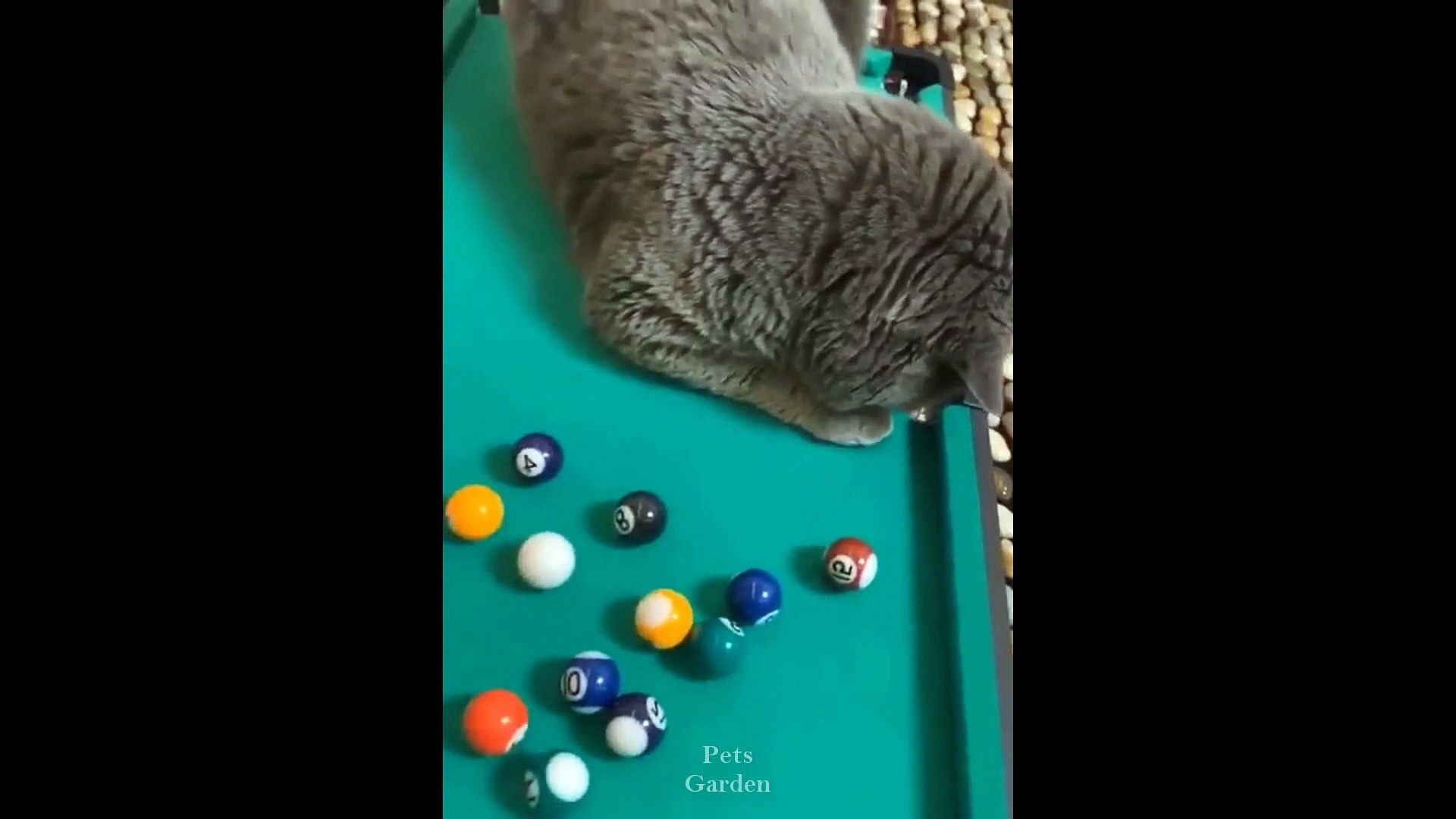 Cute Pets And Funny Animals Compilation