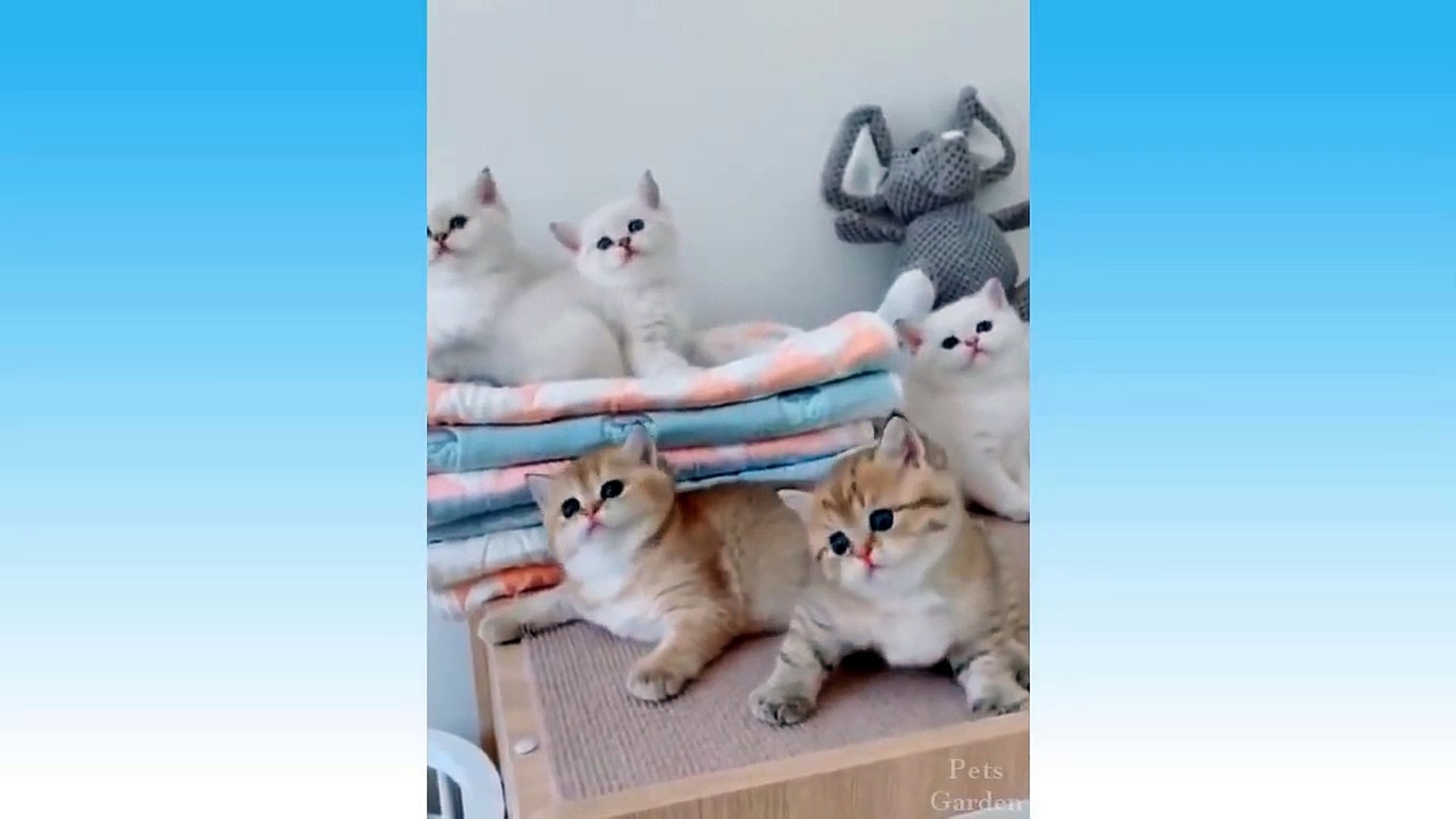 ⁣Cute Pets And Funny Animals Compilation #2