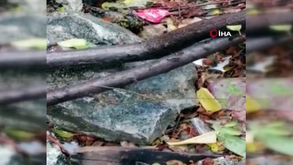 Baharla birlikte Benekli Semenderler çıkmaya başladı