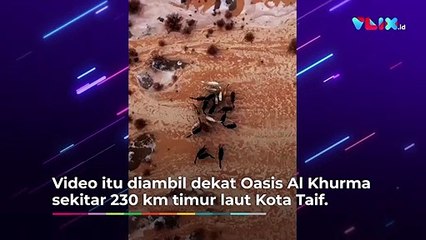 Kawanan Unta Terjang Banjir di Gurun Arab Saudi