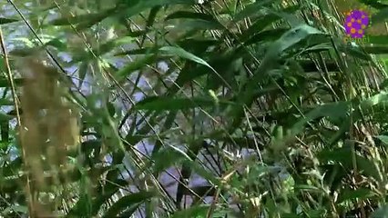 15 Minute Therapeutic Music for Anxiety | Mindfulness | Self-love | Healing | Soothing | Peaceful | Study | Sleep | Slow | Instrumental | Nature | Greenery