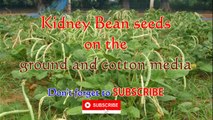 Kidney Bean (Red Bean) seeds on the ground and cotton media