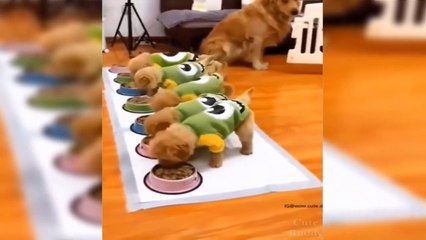 Cute Puppies  Cute Funny and Smart Dogs Compilation  _ Cute Buddy