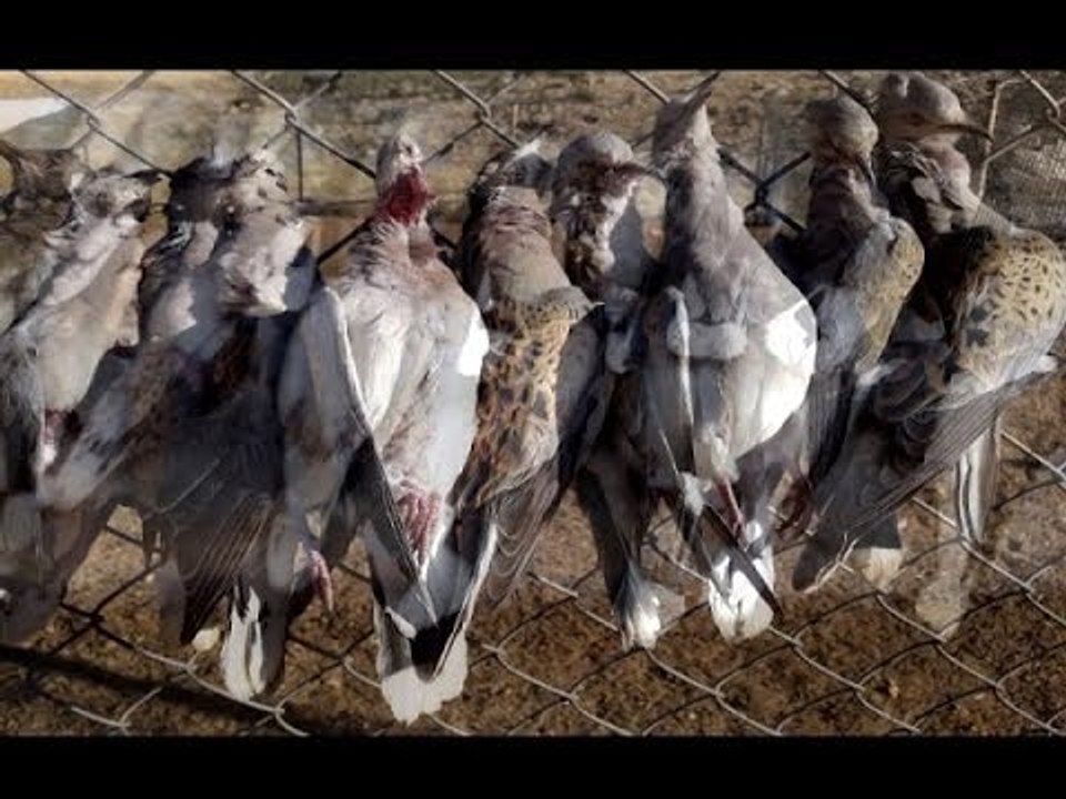 قانون جديد لتنظيم موسم الصيد ....   والصيّادون يحتجون!  - عمر خداج