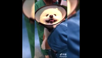 Funny Dog Injection videos  Dog Injection Funny Compilation