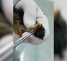 Veteriner yavru kuşun başından 4 tane larva çıkardı