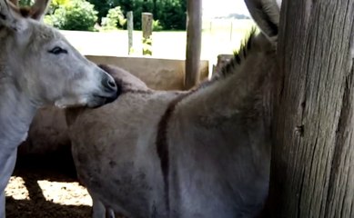 Fırçayı çalan eşek bakın ne yaptı...