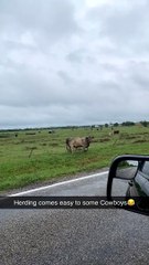 Loose Cow Leaps Back Into Field After Loudspeaker Request