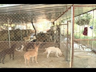 بلدية أرصون ترد على تسميم الكلاب