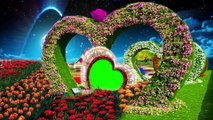 New love wedding green screen video effect -new photo frame HD -green screen effects wedding -(2021)