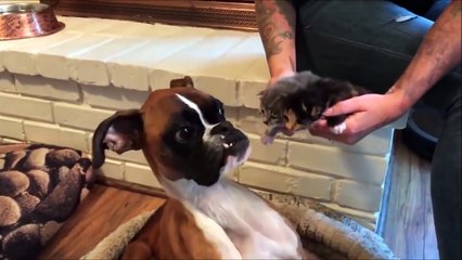 PERROS Y GATOS CONOCIÉNDOSE