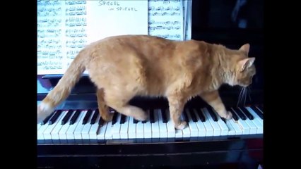 PERROS Y GATOS TOCANDO EL PIANO