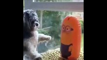 COMPILACIÓN DEDICADA A LOS AMANTES DE LOS PERROS