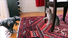 GATOS VS MASCARAS Y MUÑECOS