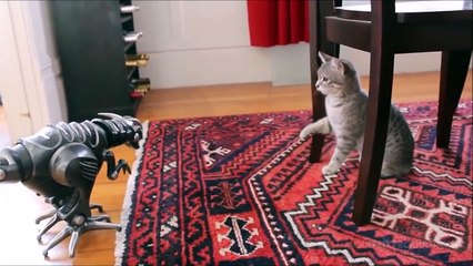 GATOS VS MASCARAS Y MUÑECOS