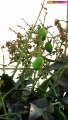 Baby Mangoes On The Tree  | Mango Season | INDIA