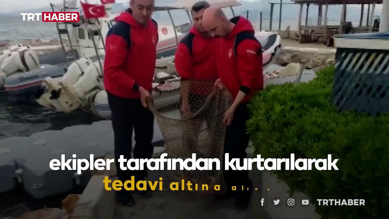 Yaralı deniz kaplumbağasının silahla vurulduğu ortaya çıktı