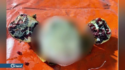 ميليشيا حزب الله تختزل مفاهيم المقاومة والممانعة بحبة كبتاغون مخدرة، والرمان طريقة جديدة لتهريب المخدرات.