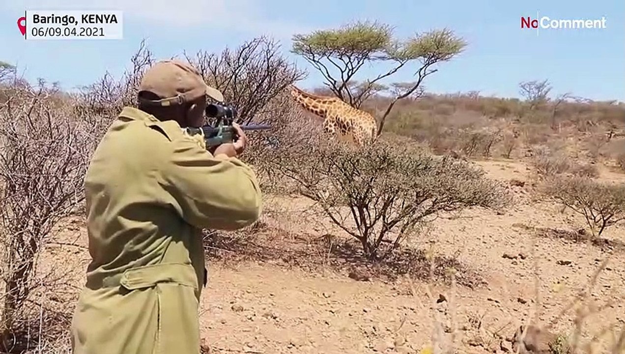 Insel sinkt: Giraffen im Boot abtransportiert