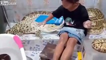 Cette fillette fait la toilettes à son crocodile et ses serpents