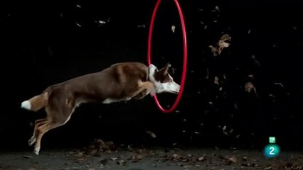 La vida secreta de los perros_ e2- Trabajando como un perro