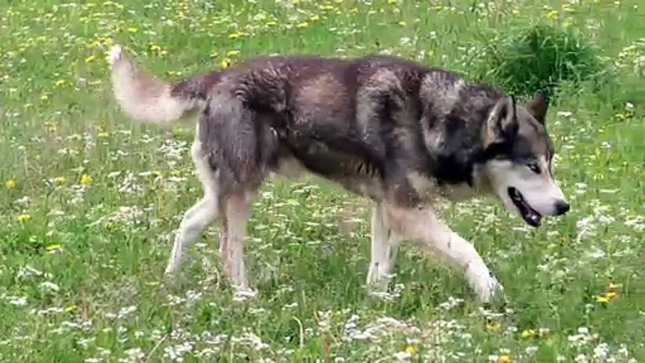 Husky - 45144