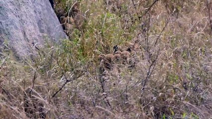 ADORABLE! SIX LION CUBS enjoy their first outdoor adventure 2021